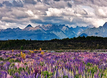 Nature's wild beauty, wildflowers, trees, nature, cloudy sky, mountains, beauty HD wallpaper