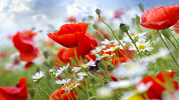 Poppy , Wildflower meadows, Captivating nature, Stunning blooms HD wallpaper