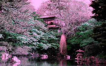 sakura fantasy, pink, japan, sakura, kyoto, spring HD wallpaper