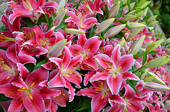 Stargazer lily, Flower backgrounds, Vibrant colors, Nature HD wallpaper