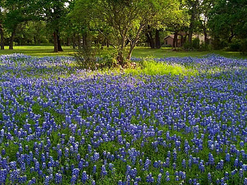 Spring Carpet of Bluebonnets, South Texas, blue, shadow, bonnets, bunch, grass, south, texas, field, flower, green, trees, nature HD wallpaper