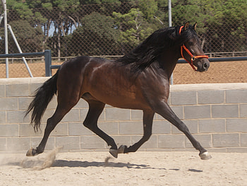 Bay Andalusian, spanish, andalusian, bay, horses HD wallpaper
