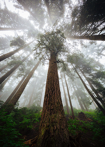 Nature, Trees, Forest, Fog, Bark, Bottom View, Trunk HD phone wallpaper