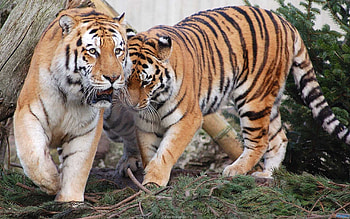 Animals, Tigers, Predators, Couple, Pair HD wallpaper