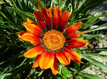 Flowers, Flower, Close-Up, Greens, Flower Bed, Flowerbed, Priming, Ground, Gazania, Ghazania HD wallpaper