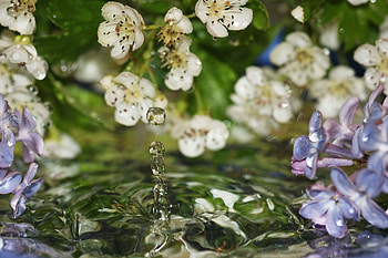 Flowers, Water, Lilac, Drops, Macro HD wallpaper