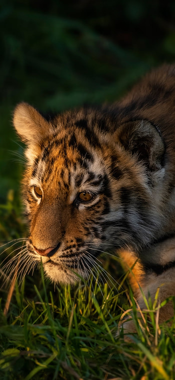 Animal, tiger HD phone wallpaper