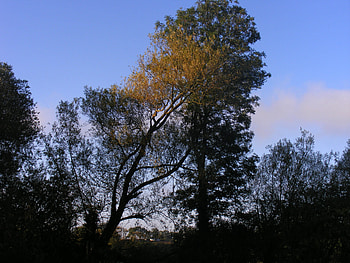 Trees capturing a sunrise, sky, shadow, sunrise, tree HD wallpaper