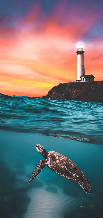 Turtle enthusiasts, Adorable turtle , Love for turtles, Peaceful sea creatures HD phone wallpaper