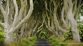 Amazing Forest in Northern Ireland, trees, road, forests, nature HD wallpaper
