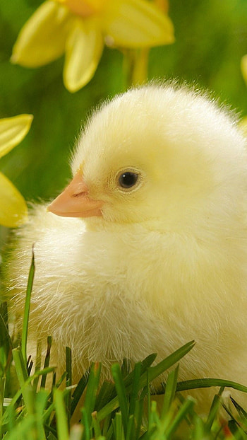 Cute , Spring theme, Best background, Seasonal delight HD phone wallpaper