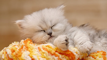 Animals, Cats HD wallpaper