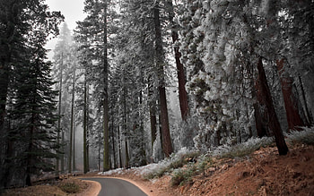 Nature, Pine, Asphalt, Silence, Frost, Hoarfrost, Slope, Descent, Track HD wallpaper