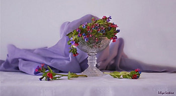 Still life, soft, Flowers, nature HD wallpaper