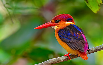 Bird kingfisher, Wildlife , High resolution, Beautiful bird HD wallpaper