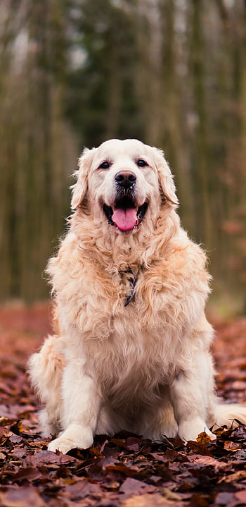 Golden Retriever dog, Autumn foliage, Serene beauty, -perfect moments HD phone wallpaper