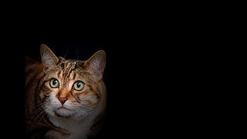 cats prey, cute, darkness, cat, prey HD wallpaper