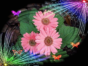 Colorful daisy, colorful, colors, spring, pink, butterfly, daisy, green, nature, flowers, lovely HD wallpaper
