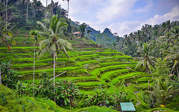 Bali summer travel, Rice fields vista, Palm tree horizons, Idyllic evenings HD wallpaper