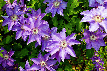 Flowers, Flower, Greens, Clematis, Sunny HD wallpaper