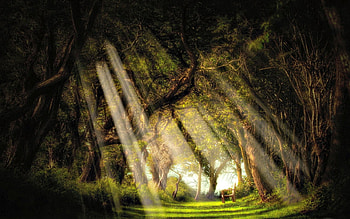 Splendor, rays, sunlight, sunbeams, peaceful, beauty, magical, trees, amazing, sun, bench, pathway, magic, woods, path, landscape, paradise, beautiful, grass, tree, sunrays, green, view, nature, sky, lovely, forest HD wallpaper