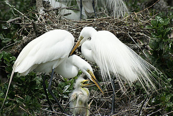 family_moment, animal, white, birds, family HD wallpaper