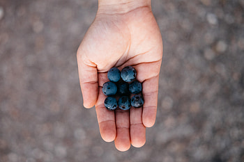 Food, Bilberries, Palm, Berry HD wallpaper
