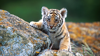 Animals, Tigers HD wallpaper