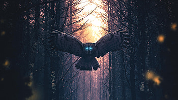 My Guardian , owl, artist, artwork, digital-art HD wallpaper