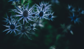 Plant, Dark, Barbed, Spiny HD wallpaper