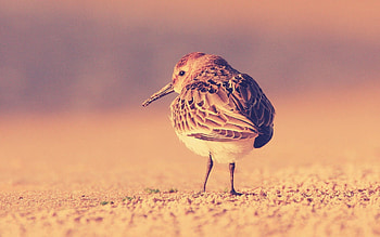 Animals, Feather, Bird, Sit, Color HD wallpaper