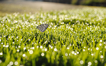 Grass, Macro, Insect, Butterfly, Sunlight, Dew HD wallpaper