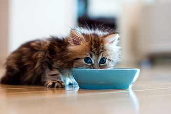 Animals, Fluffy, Kitty, Kitten, Bowl, Drink, Milk HD wallpaper