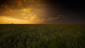 Greenfield, plants, sunset, landscape HD wallpaper