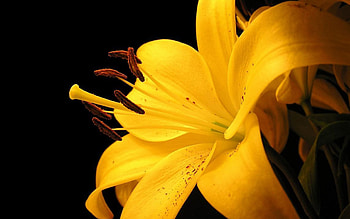 LILY, COLOR, PETALS, FLOWER, NATURE HD wallpaper