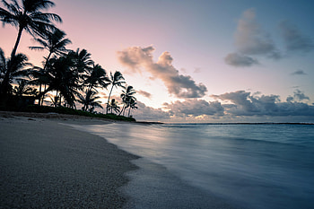 Nature, Twilight, Beach, Palms, Coast, Dusk HD wallpaper