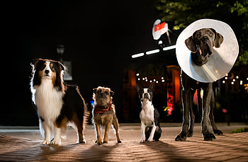 Strays, movie, Strays HD wallpaper