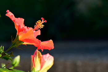 Kissing The Morning, spring morning, orange flower, morning glory, spring flower, red flower HD wallpaper
