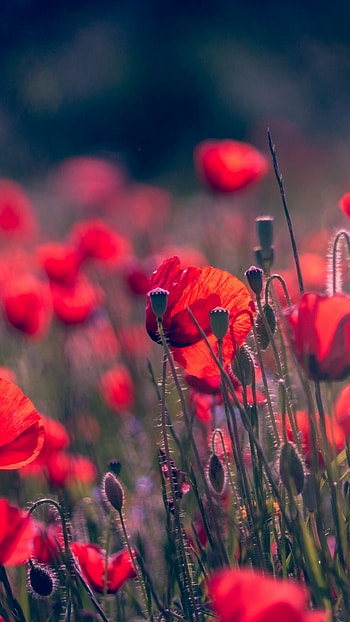 Poppy flower, Summer nature, Vivid colors, Close-up shot HD phone wallpaper