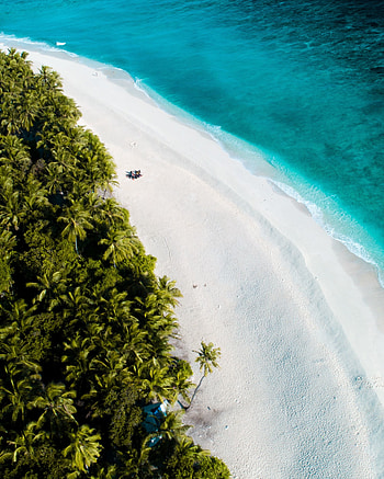 Beautiful, beaches, palms, Maldives HD phone wallpaper