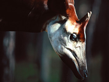 Okapi Male, animal, night, okapi, dark HD wallpaper