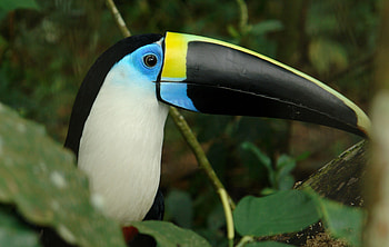 White-throated, Toucans HD wallpaper