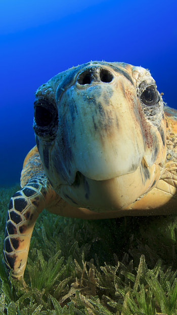 Funny turtle , backgrounds HD phone wallpaper