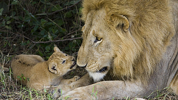 Love-you-dad, pisica, tigru, leu HD wallpaper