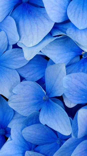 Light Blue, Blue Flowers HD phone wallpaper