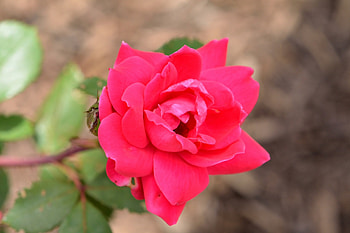 Beautiful Summer Rose, summer flowers, roses, red rose, summer rose HD wallpaper