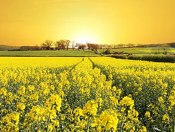 Golden flower field, field, sunrise, yellow, flower HD wallpaper