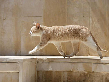 walking the plank cat can swim, gorgeous, coat, beautiful, color HD wallpaper