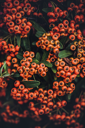 Food, Autumn, Berries, Branches, Rowan HD phone wallpaper