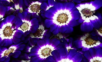 Flowers, Bright, Close-Up, Colorful, Cineraria HD wallpaper